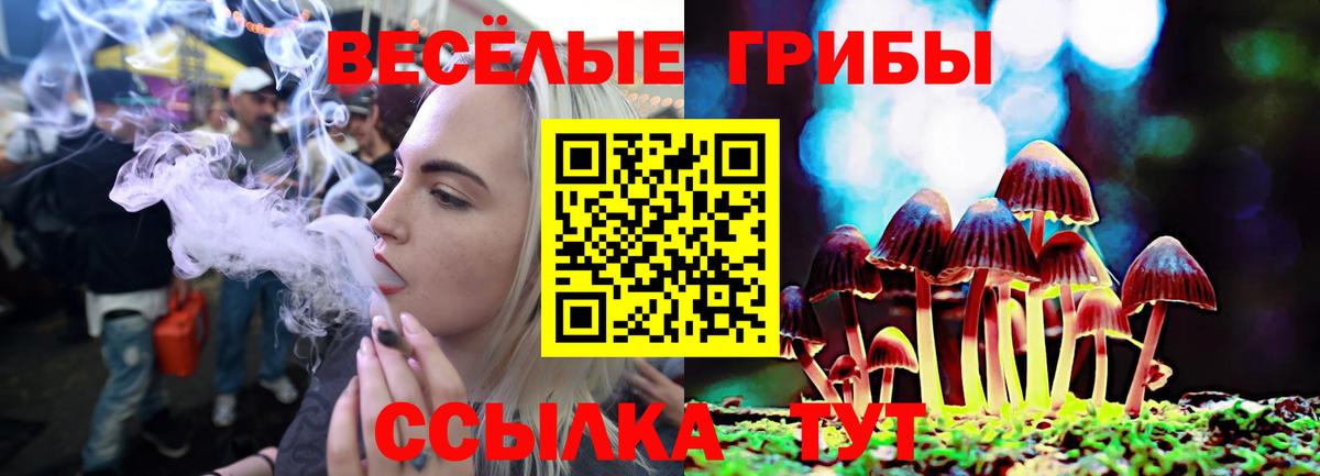 Галлюциногенные грибы Psilocybe Новозыбков